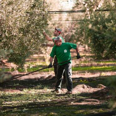 Sostenibilità e Ambiente: Un Impegno per il futuro nell’olivicoltura pugliese