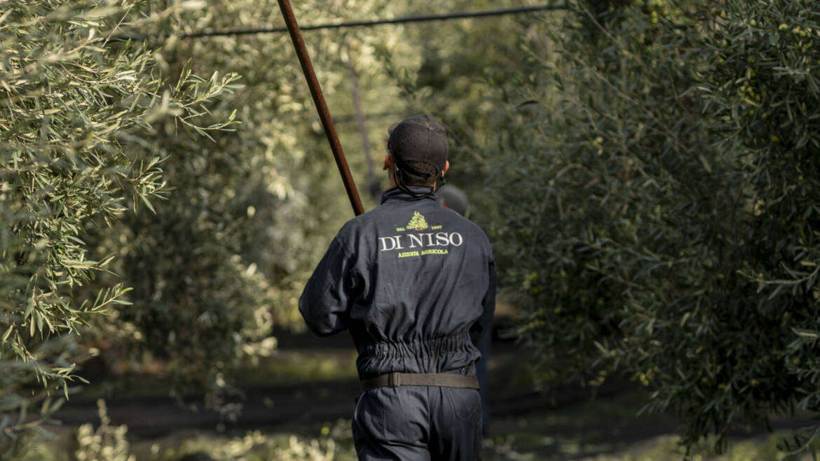 Olio extravergine di oliva raccolta 2025
